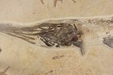 Museum Quality Paddlefish Fossil (Crossopholis) - Wyoming #254199-3